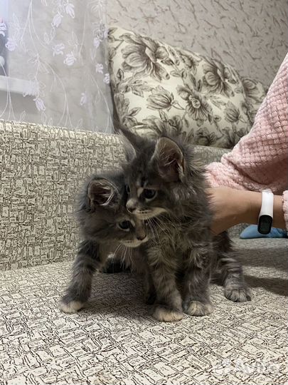 Котята мейн-кун девочки
