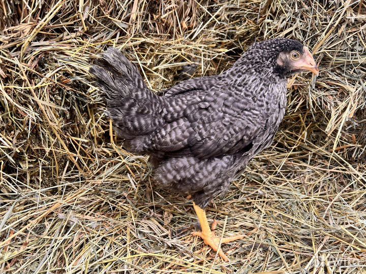 Kуpы молодки