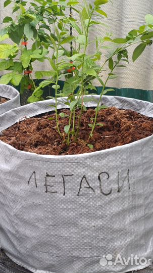 Саженцы голубики 3 летние