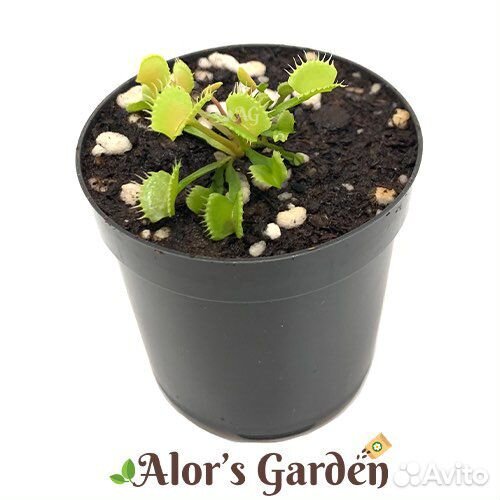 Венерина мухоловка 