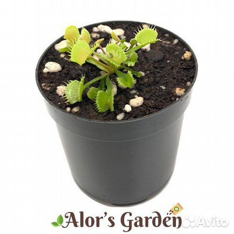 Венерина мухоловка 