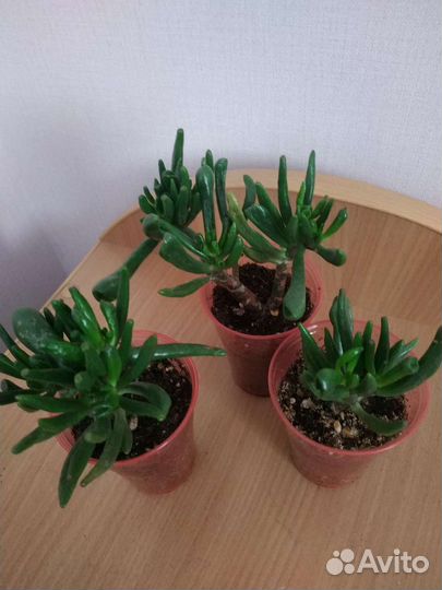 Крассула хобит