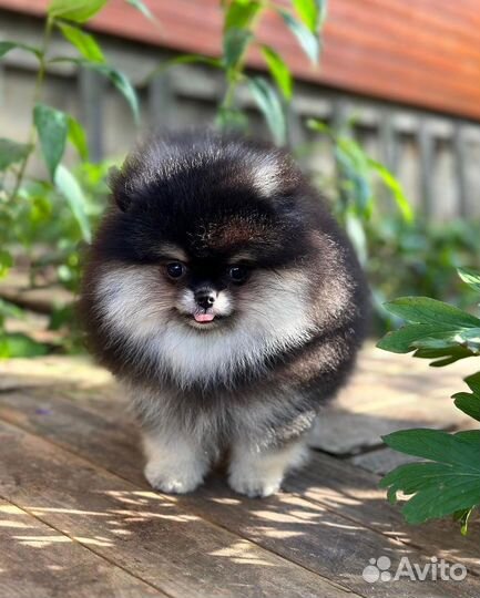 Померанский шпиц шикарная девочка