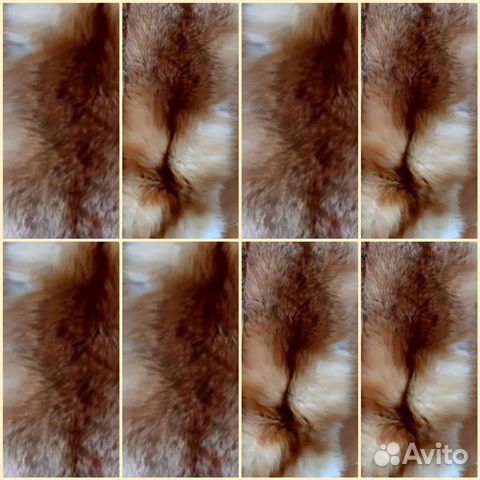 Мех натуральный лиса 8шт. спинки цена за всё