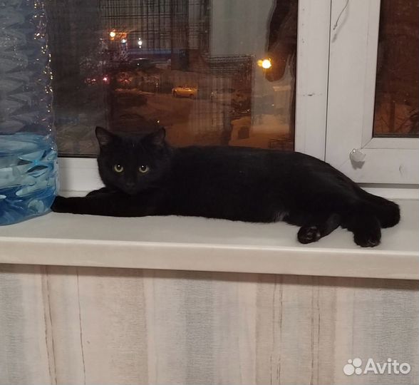 Котенок подросток