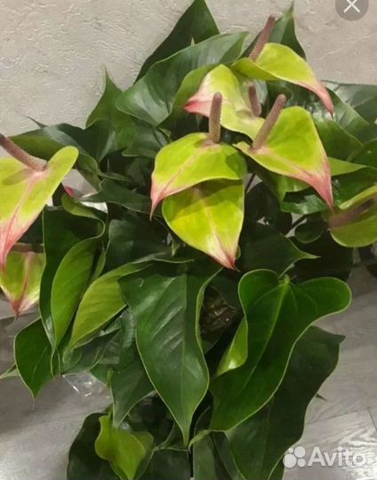 Антуриумы сортовые