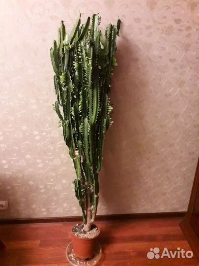 Молочай трехгранный, высота 145 см