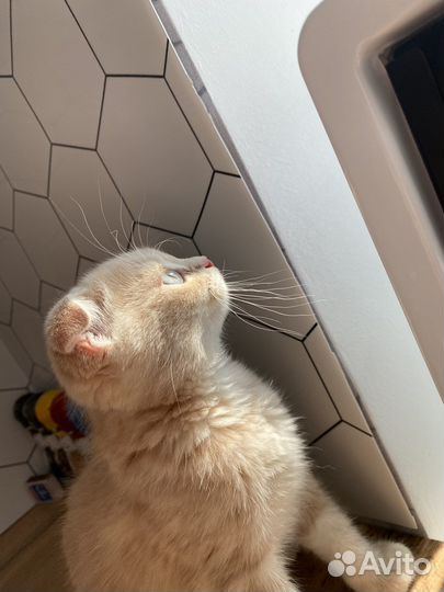 Персиковый шотландец