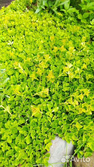 Очиток, дицентра(разбитое сердце)