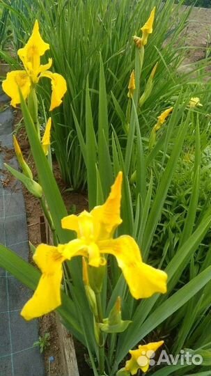 Многолетние цветы