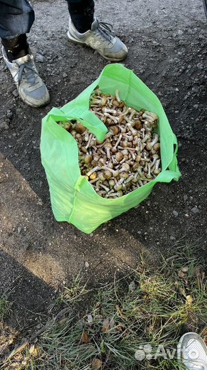 Продам опята