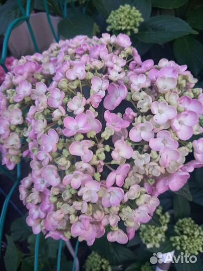 Гортензия ремонтантная крупнолистная