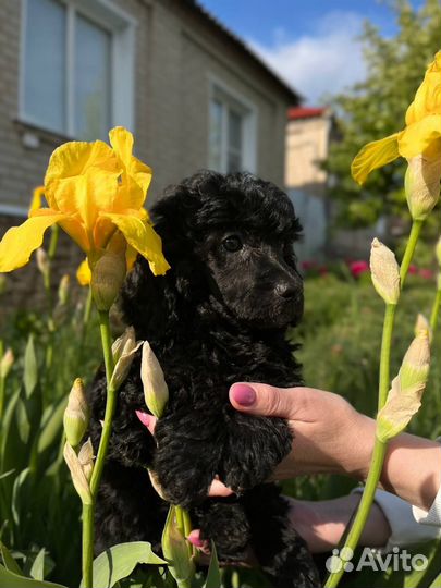 Малый пудель