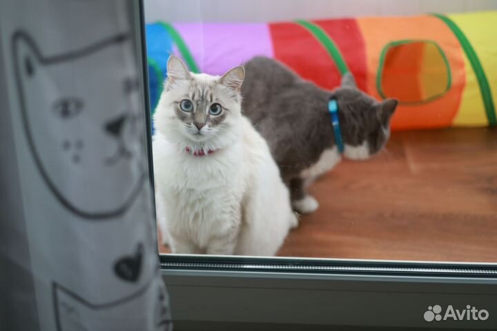 Кошка в дар бесплатно