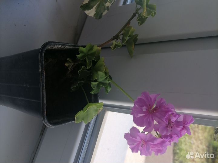 Пеларгония герань