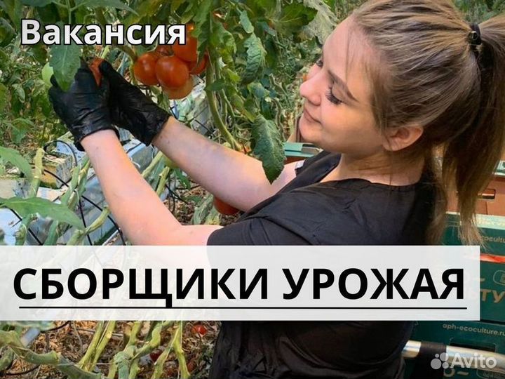 Сборщик урожая