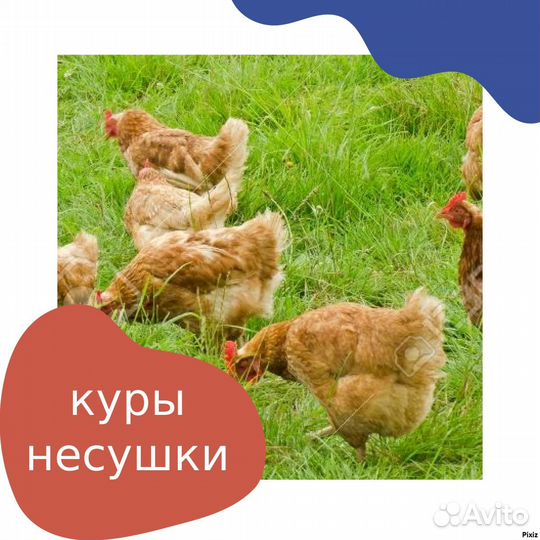 Куры несушки