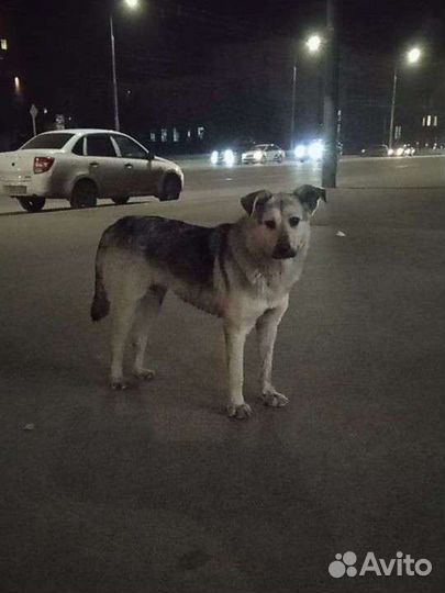 Собачка ищет дом