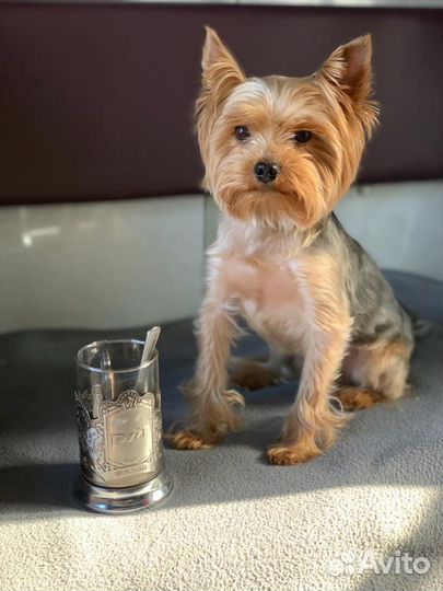 Вязка Йокширский терьер