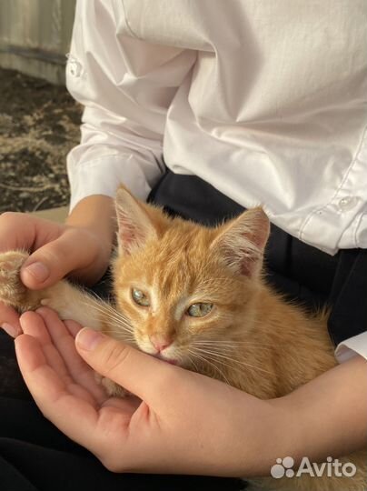 Котята в добрые руки
