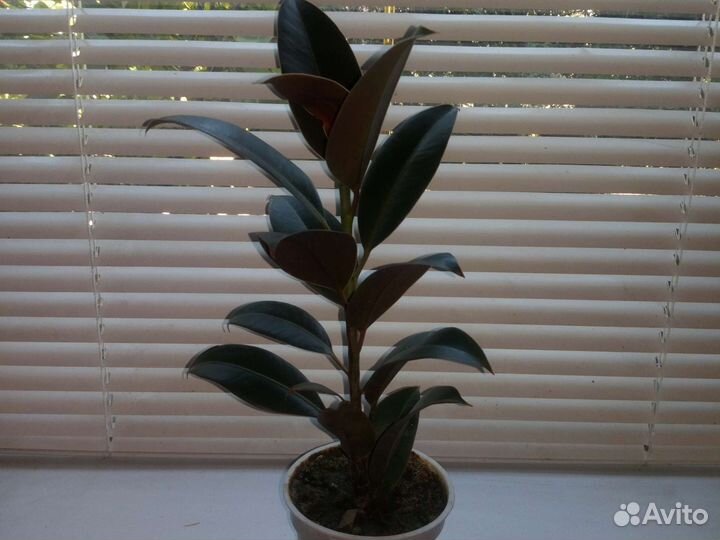 Фикус Мелани, Андре, Бенджамина