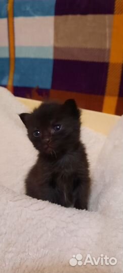 Девочка уголек в добрые руки