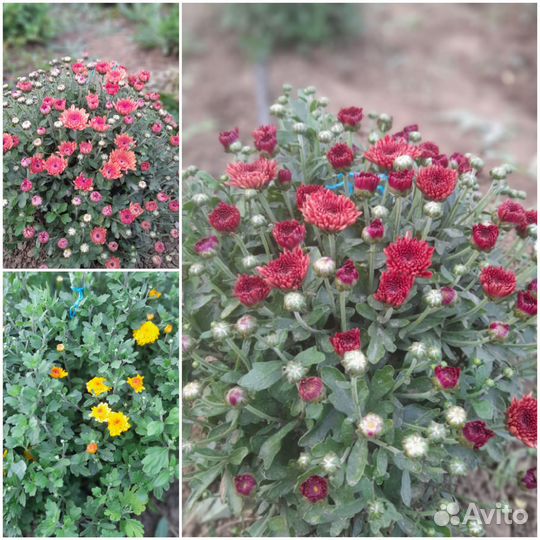 Хризантемы мультифлора