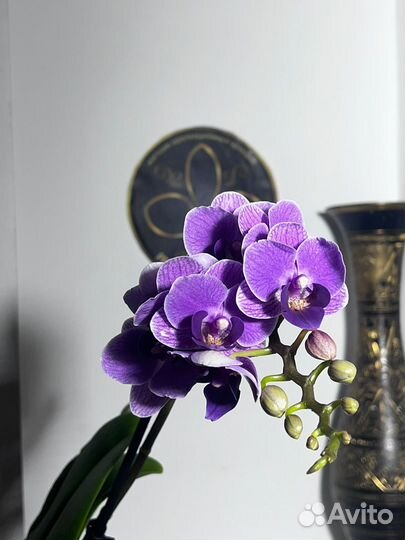 Орхидея фаленопсис Violet Queen