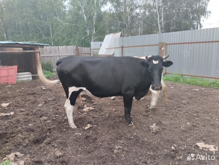 Домашние животные