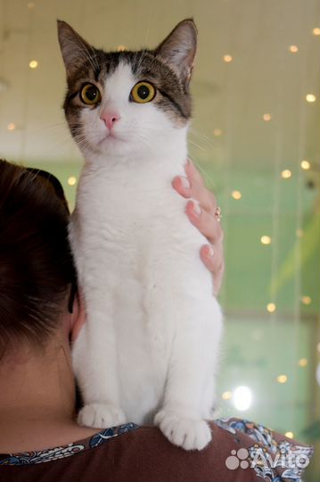 Кошка в добрые руки