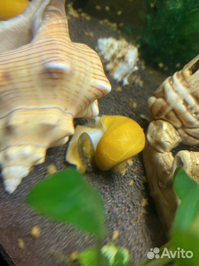 Аквариумные улитки