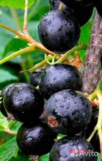 Смородина (саженцы, ягоды, варенье) 20 сортов