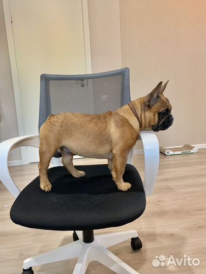 Щенки французского бульдога, РКФ