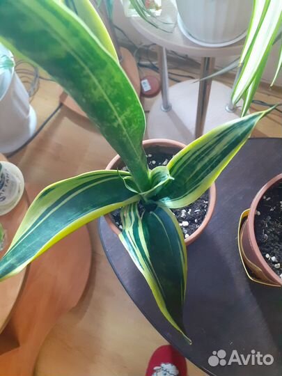 Сансевиерия сортовая