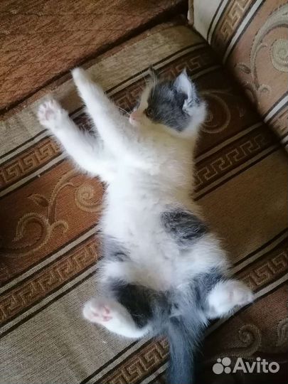 Кошка в дар бесплатно