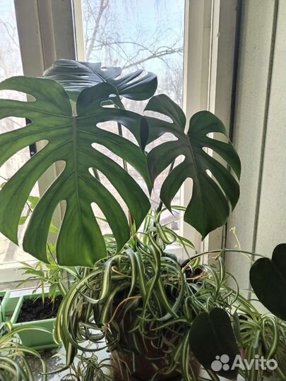 Монстера с доставкой другие цветы