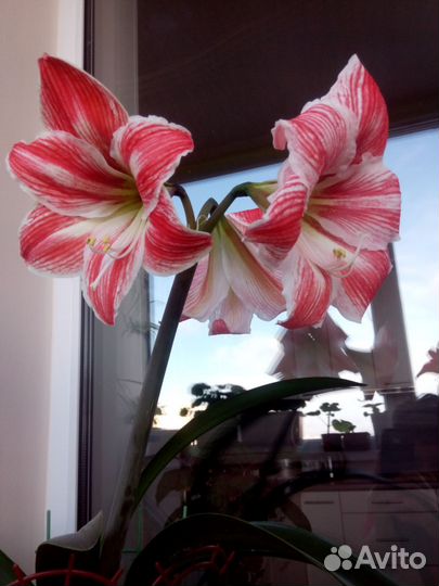 Гиппеаструм fairy tale