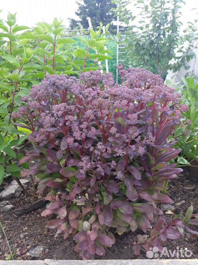 Очитки (Седум) 4 вида, почвопокровный седум