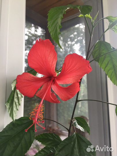 Алоэ гибискус китайская роза