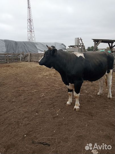 Корова и бык