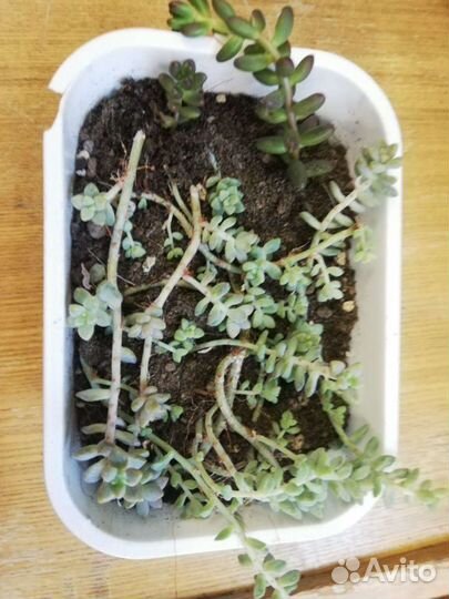 Суккуленты