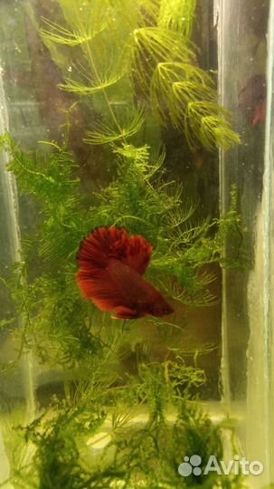 Аквариумные рыбки Петушок