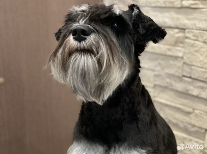 Стрижка собак и кошек