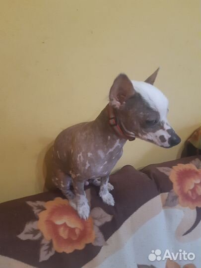 Вязка,мальчик мини китайской хохлатой