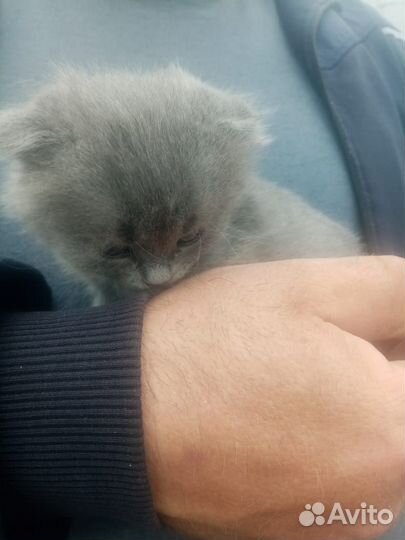 Котята породы шотландской