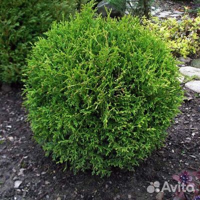 Саженцы Туя