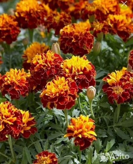 Саженцы садовых цветов