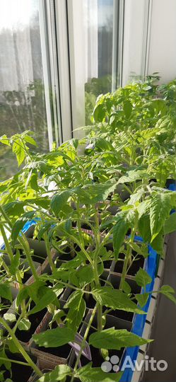 Рассада помидор и перцев