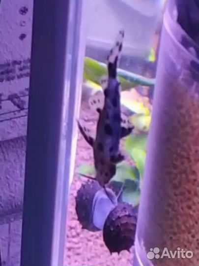 Сом кукушка