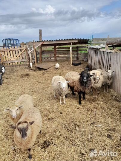 Овцы бараны